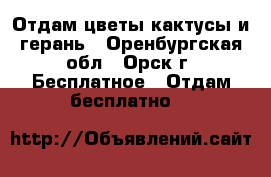Отдам цветы кактусы и герань - Оренбургская обл., Орск г. Бесплатное » Отдам бесплатно   